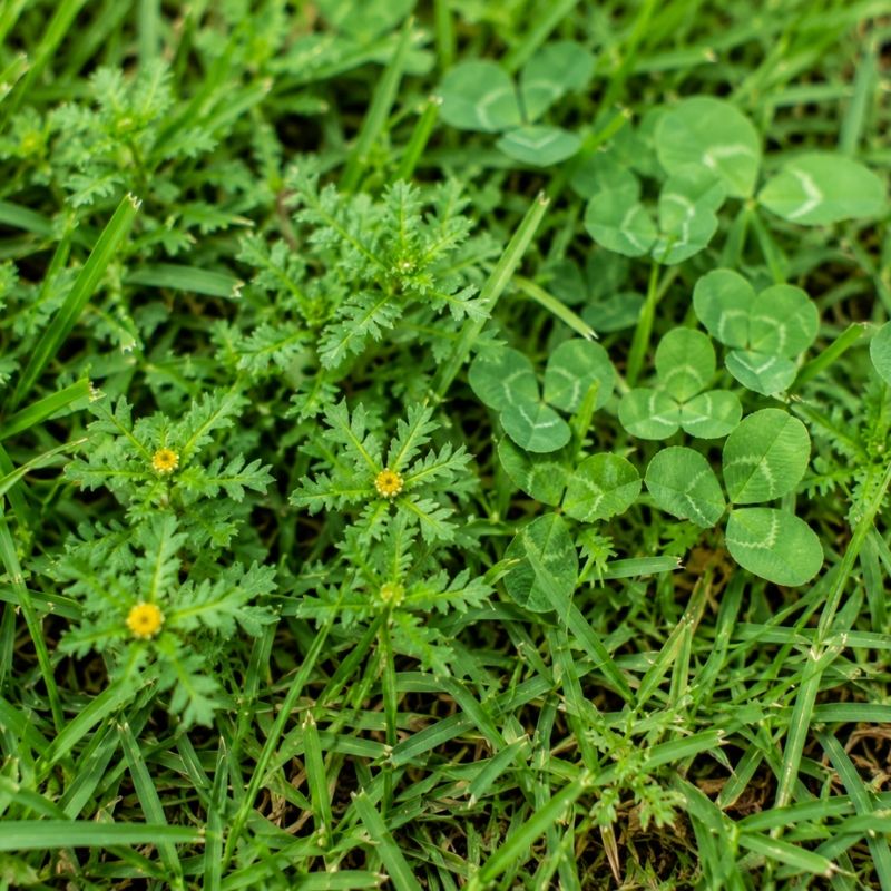 Close-up of common lawn weeds such as bindii and clover in a Penrith lawn